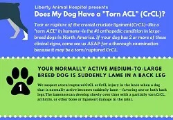 Does My Dog Have a “Torn ACL” (CrCL)?