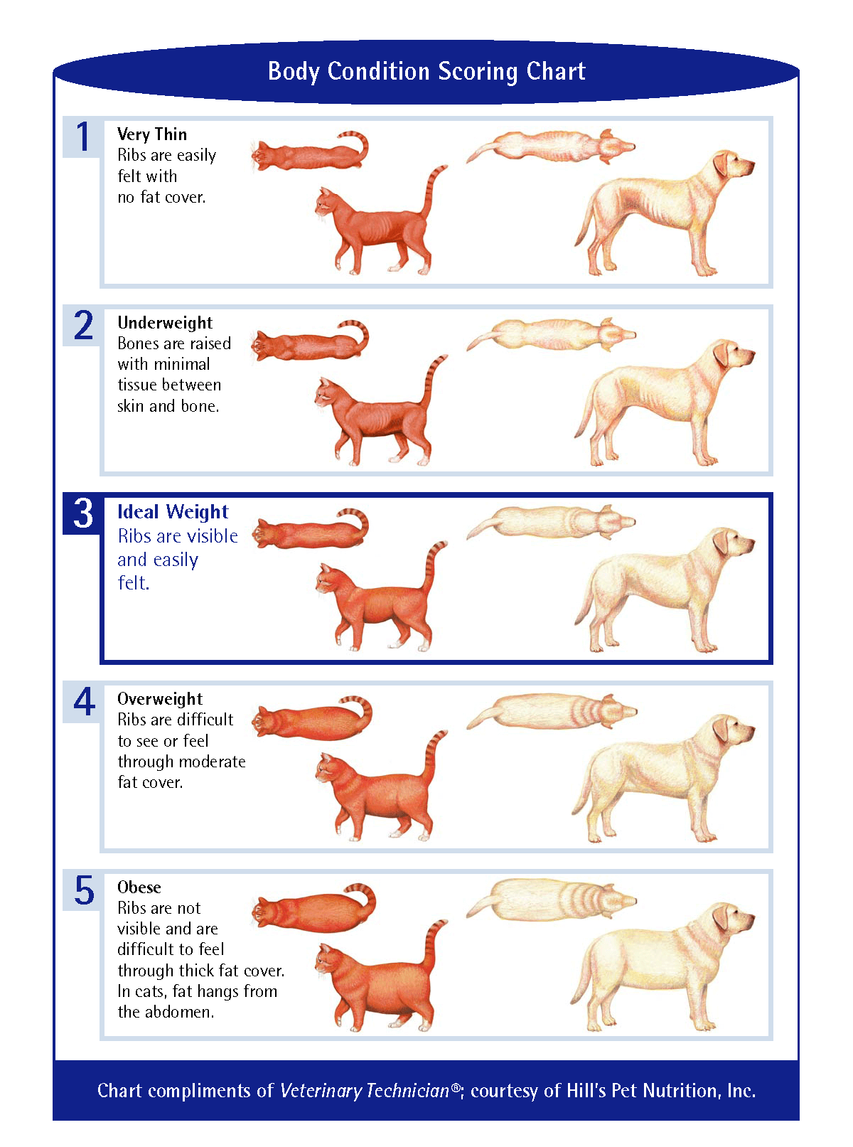 Body Condition Scoring Chart