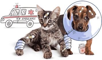 Pet Insurance