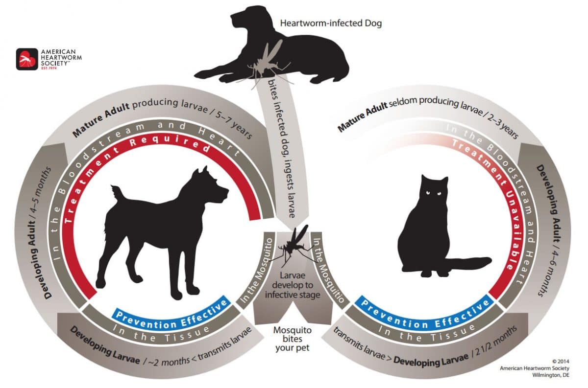 Keeping Your Pets Safe from Heartworm