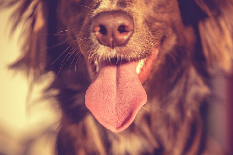 dog-teeth-cleaning-liberty-animal-hospital