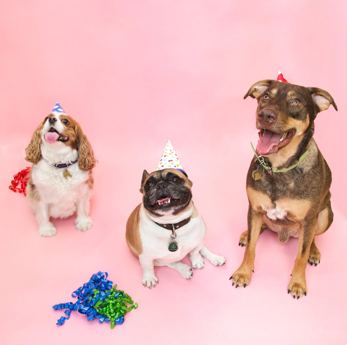 all-dogs-birthday-liberty-animal-hospital