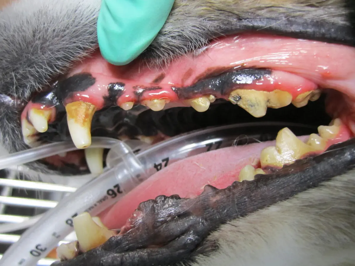 Pet Dental Health Month Dog with Moderate Dental Tartar Periodontal Disease