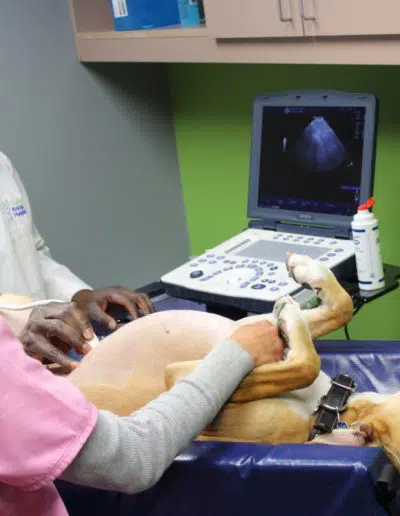 Pet Ultrasound