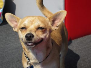 smiling_chihuahua_pet_dental_exam