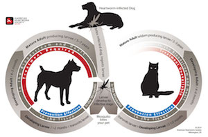heartworm life cycle dog cat mosquito