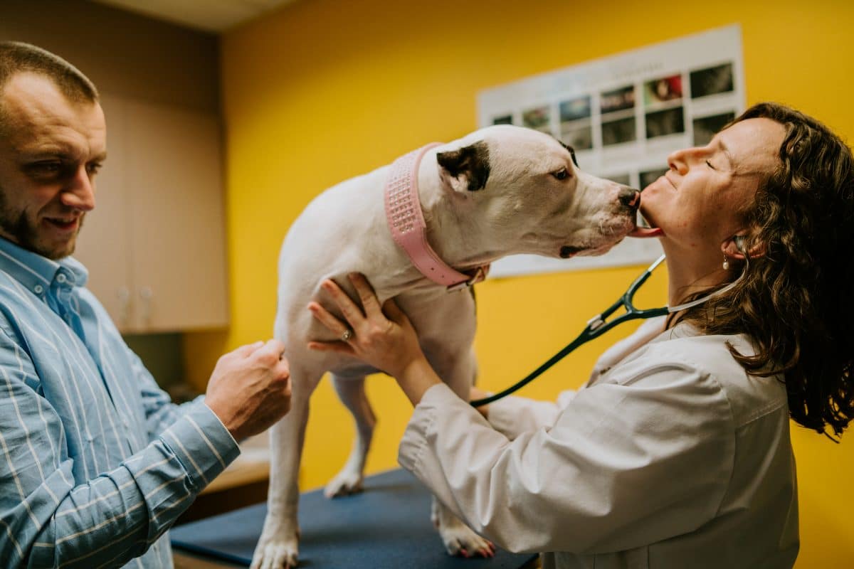 Veterinarian Westminster Co Liberty Animal Hospital