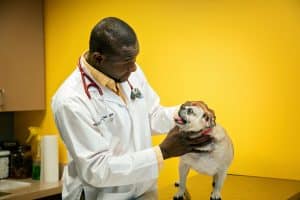 Veterinary Internal Medicine