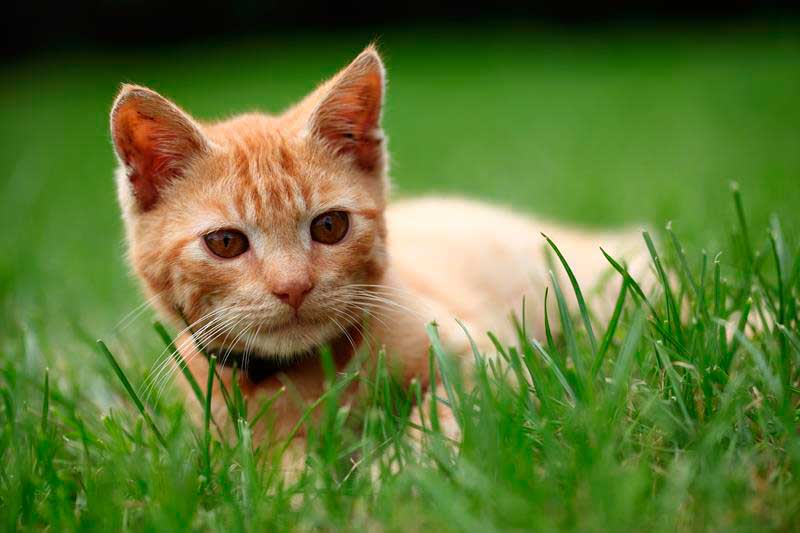 Veterinarian performing dental cleaning for a dog in Westminster CO