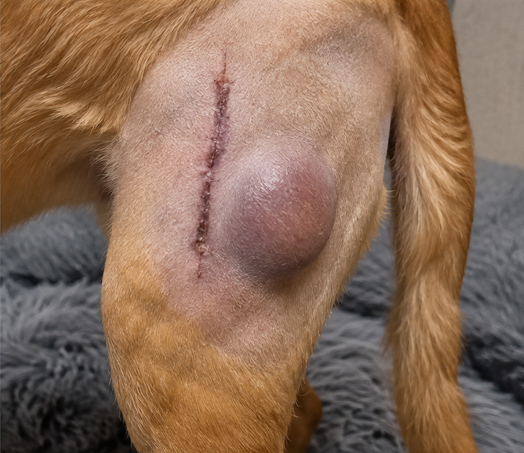 Example of a seroma near a dog's TPLO surgical incision